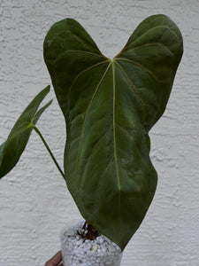 Anthurium Dressleri x Magnificum x Fort Sherman (Papillilaminum)