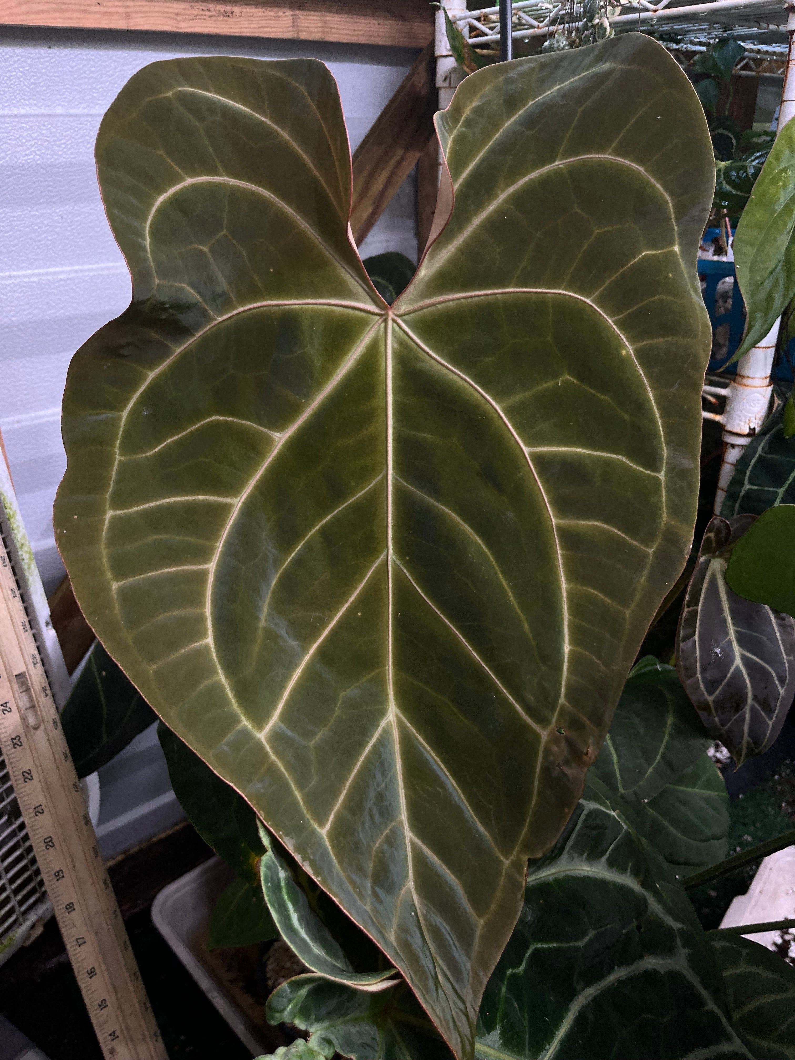 anthurium papillilaminum x regale Anthurium Papillilaminum x Magnificum open pollinated seedlings- 6 for $35