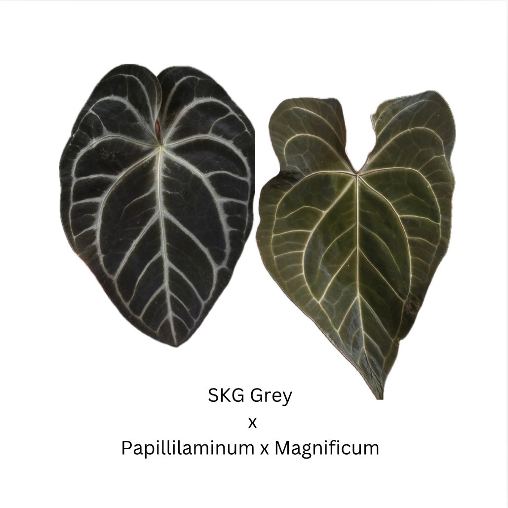 Anthurium SKG Grey x Papillilaminum x Magnificum- 5 seedlings