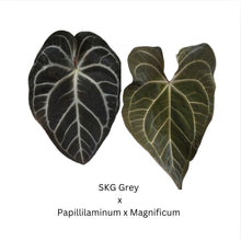 Load image into Gallery viewer, Anthurium SKG Grey x Papillilaminum x Magnificum- 4 seedlings
