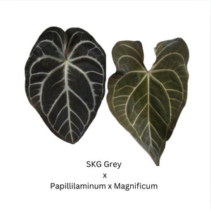 Anthurium SKG Grey x Papillilaminum x Magnificum- 4 seedlings