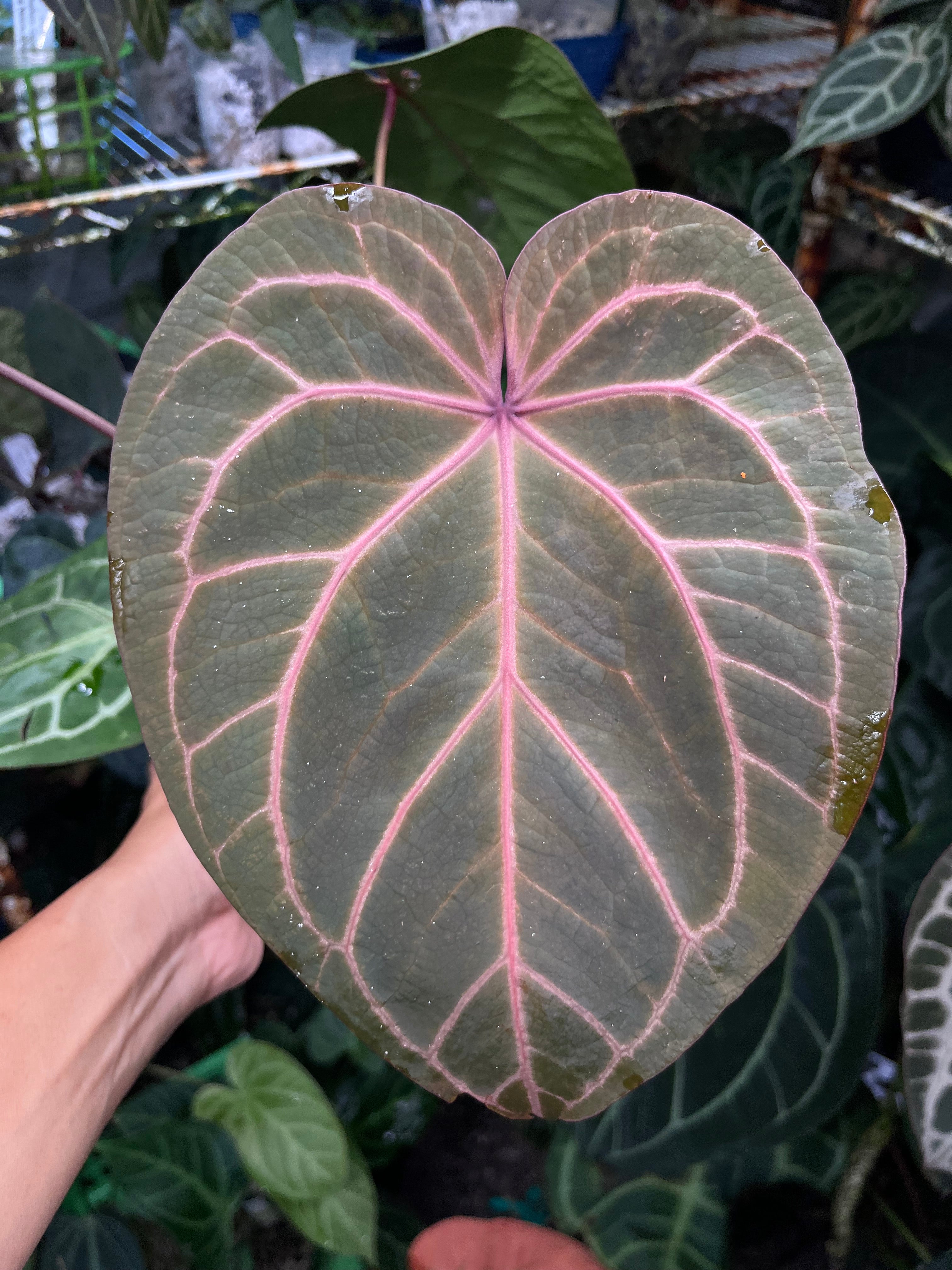 ア*レ様 Anthurium RVDP × Red Crystallinum ア*レ様 Anthurium RVDP × Red Crystallinum Anthurium Red