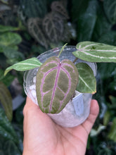 Load image into Gallery viewer, Anthurium Zara x Michelle x Red Crystallinum (Purple Emergent)
