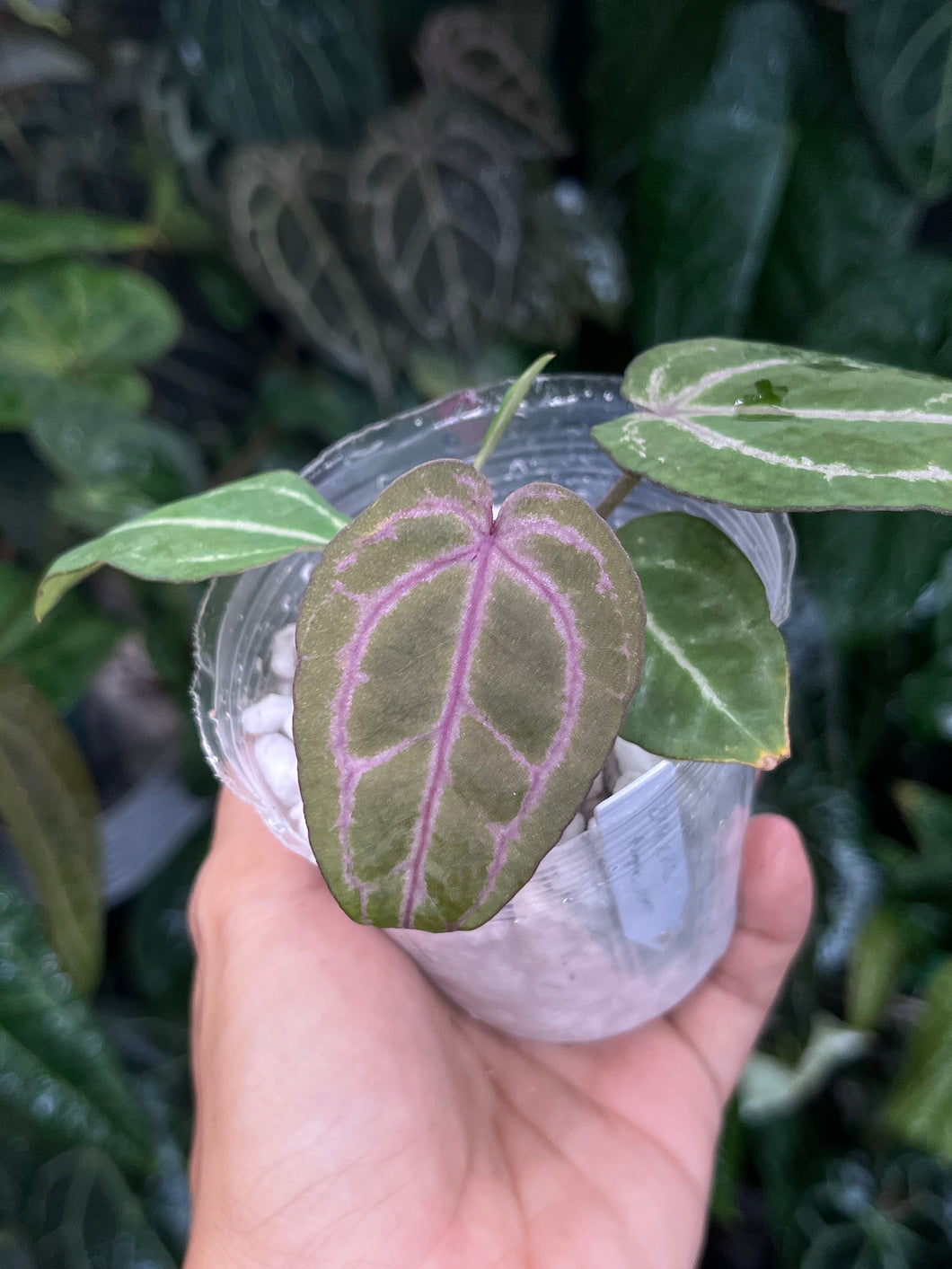 Anthurium Zara x Michelle x Red Crystallinum (Purple Emergent)