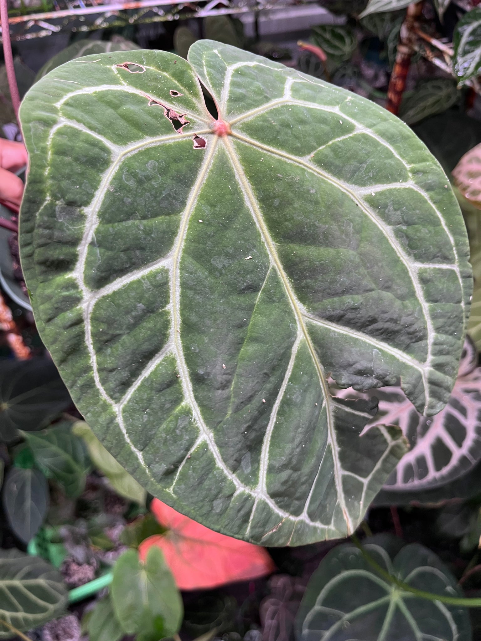 anthurium chrystalinum red stem Anthurium Red Crystallinum Tezula large – TanAsianWithPlants