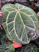Load image into Gallery viewer, Anthurium Red Crystallinum Tezula large

