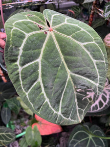 Anthurium Red Crystallinum Tezula large