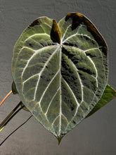 Load image into Gallery viewer, Anthurium Black Widow x Michelle division (parent on the last photo)
