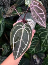 Load image into Gallery viewer, Anthurium Zara x Michelle x Red Crystallinum (Purple Emergent)
