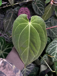 Anthurium Carlablackiae x Antolakii division