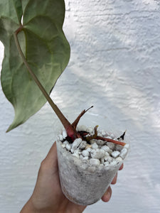 Anthurium Carlablackiae x Besseae aff division