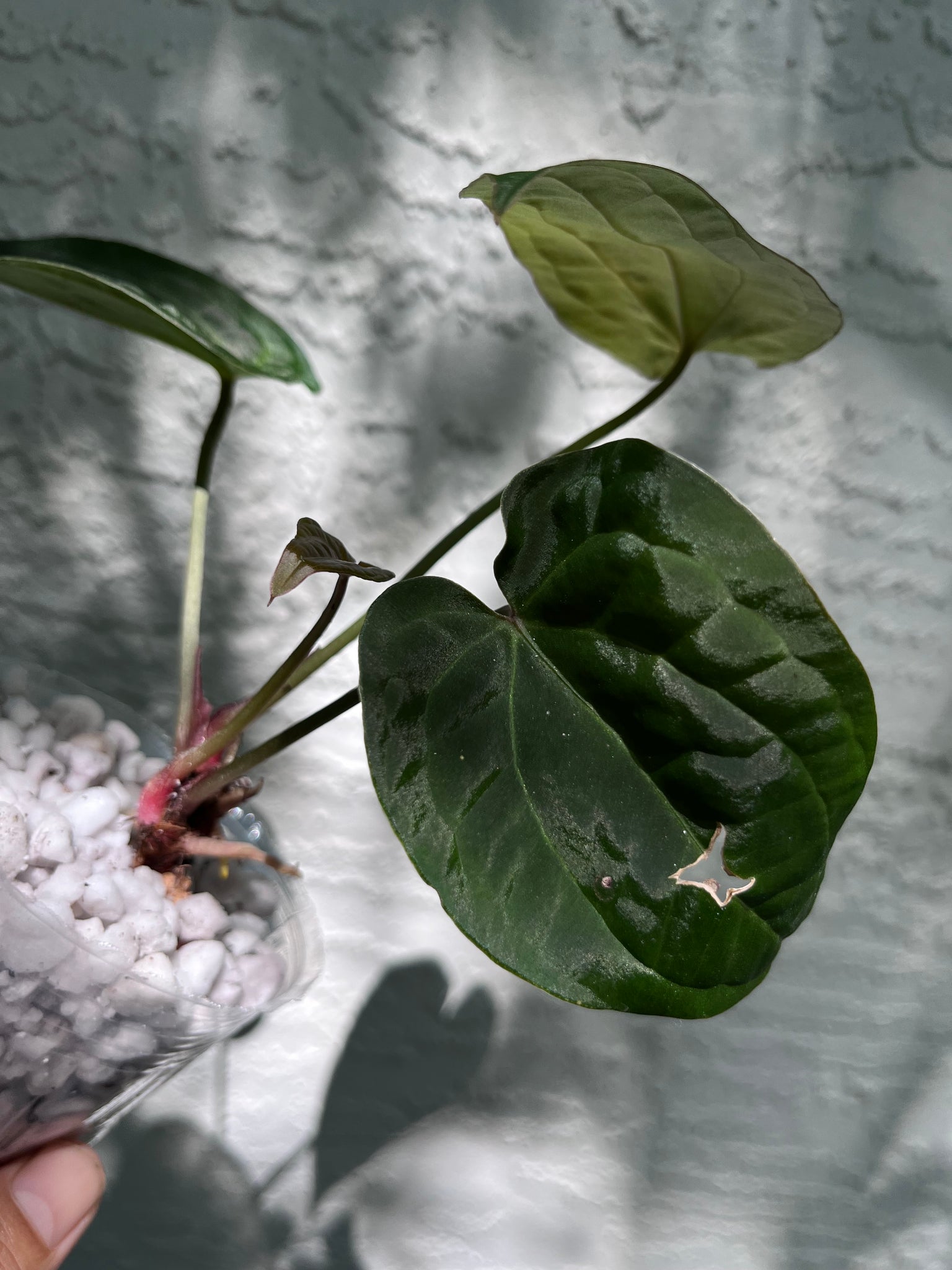 anthurium stripey Anthurium Stripey x Ace of Spades (Narrow Form) division – TanAsianWithPlants