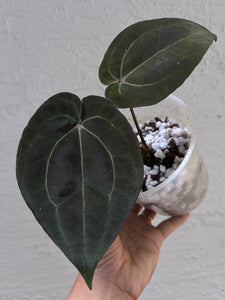 anthurium lunette Anthurium Lynette offset – TanAsianWithPlants