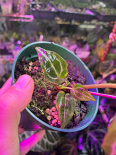 Load image into Gallery viewer, Anthurium Tim Anderson Memoriam with an offset

