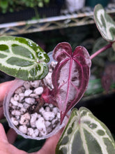 Load image into Gallery viewer, Anthurium Tim Anderson Memoriam (Zara x Michelle x Red Crystallinum)
