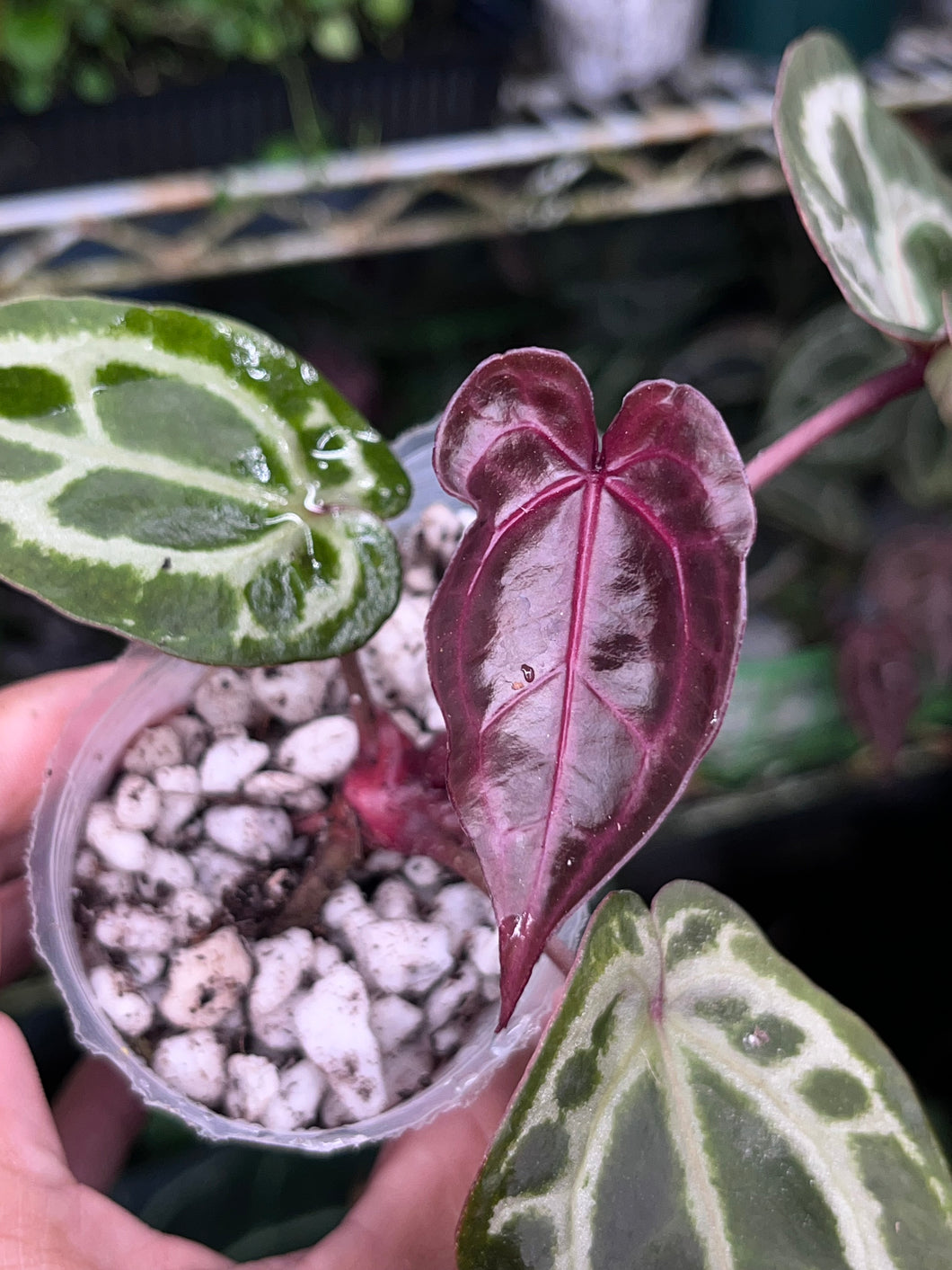 Anthurium Tim Anderson Memoriam (Zara x Michelle x Red Crystallinum)