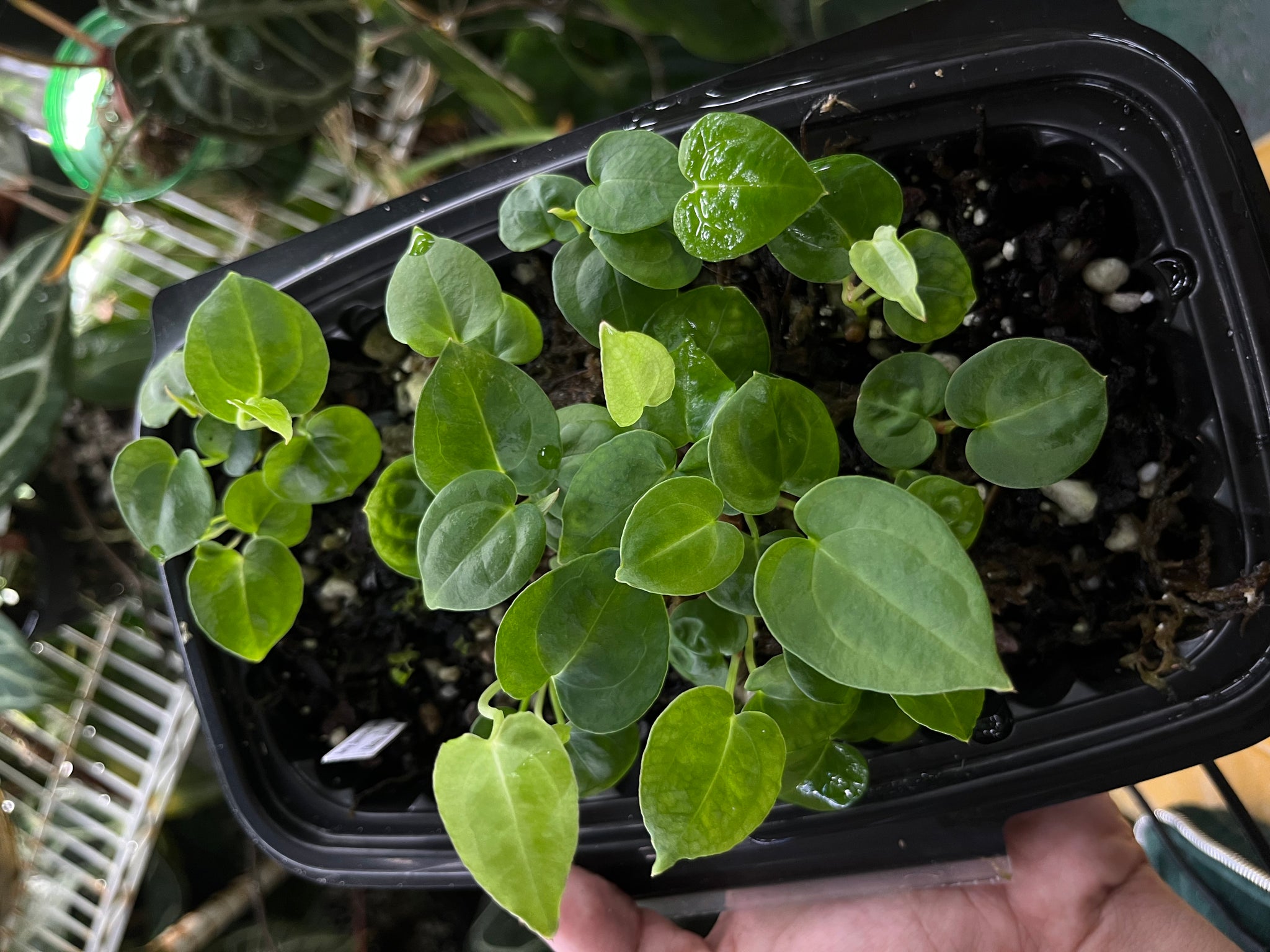 Anthurium NOID x (Black Widow x Michelle) seedlings