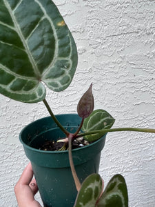 Anthurium Red Crystallinum (Purple Emergent)