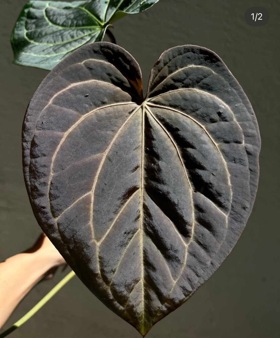 Anthurium Black Widow x Michelle division – TanAsianWithPlants Anthurium Black Widow x Michelle division – TanAsianWithPlants