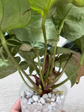 Load image into Gallery viewer, Anthurium Pink Lemonade x Black Widow x Michelle division
