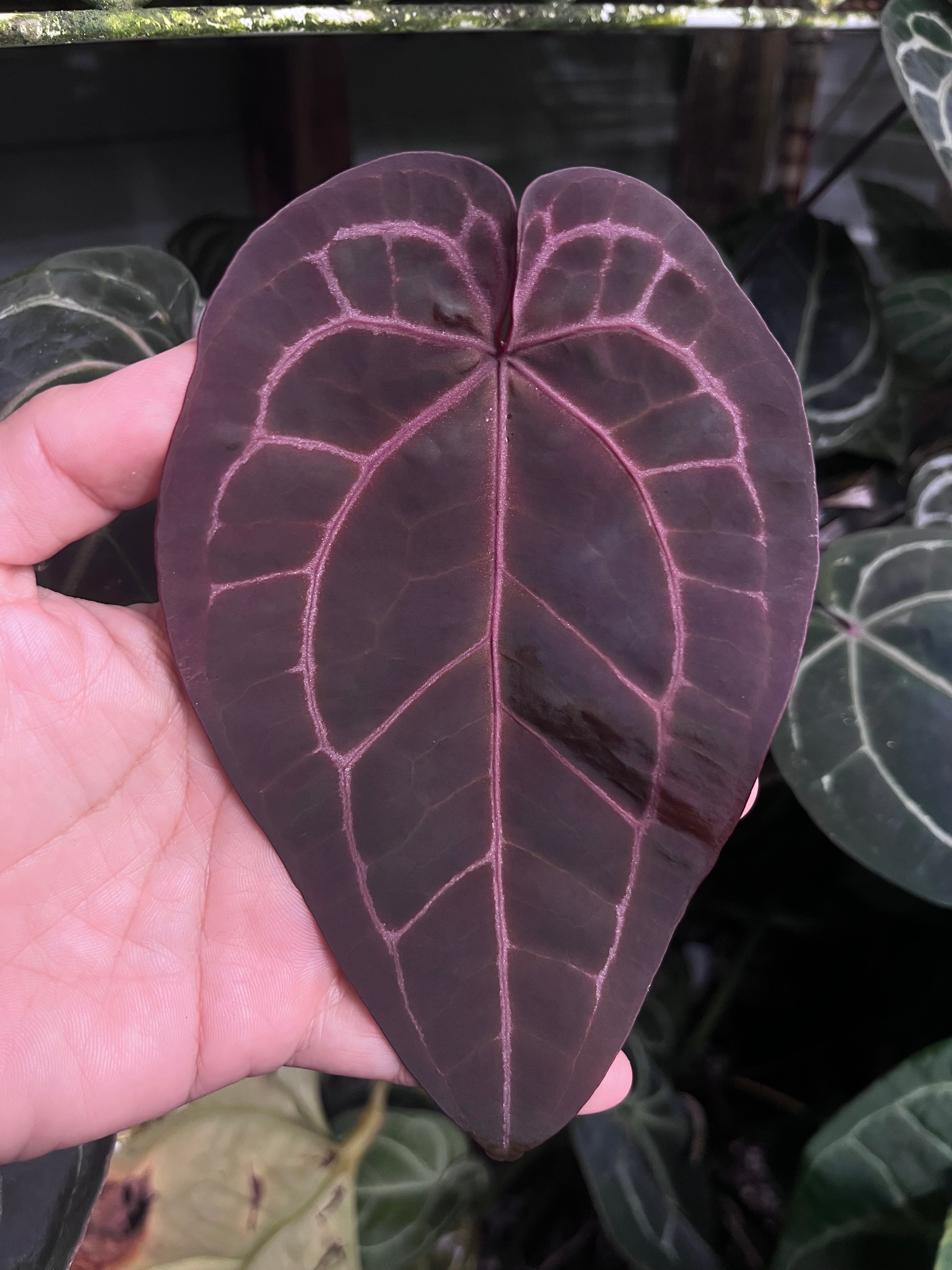 Anthurium Zara x Michelle x Red Crystallinum (Purple