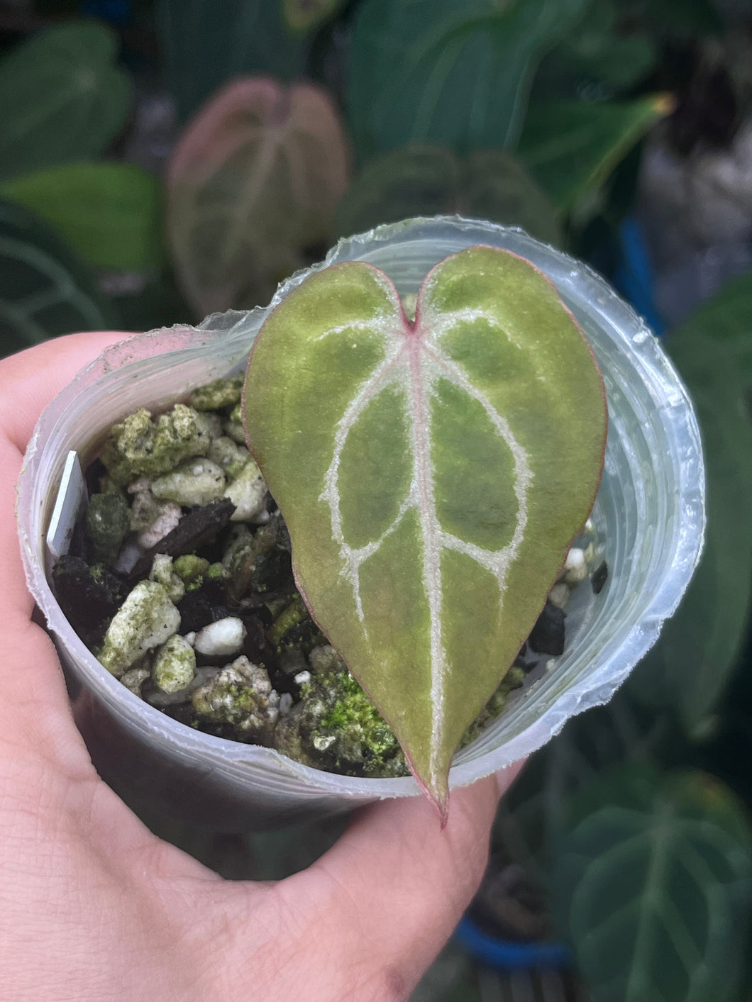 Anthurium Black Widow x Michelle division