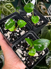 Load image into Gallery viewer, Anthurium Carlablackiae #1 x #16 seedlings (multiple available)
