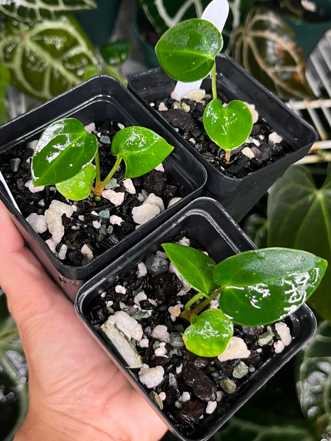 Anthurium Carlablackiae #1 x #16 seedlings (multiple available)