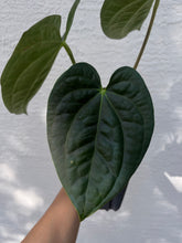 Load image into Gallery viewer, Anthurium Carlablackiae x Luxurians
