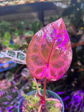 Load image into Gallery viewer, Anthurium Tim Anderson Memoriam

