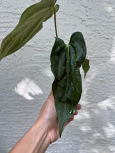 Load image into Gallery viewer, Anthurium Carlablackiae x Antolakii division
