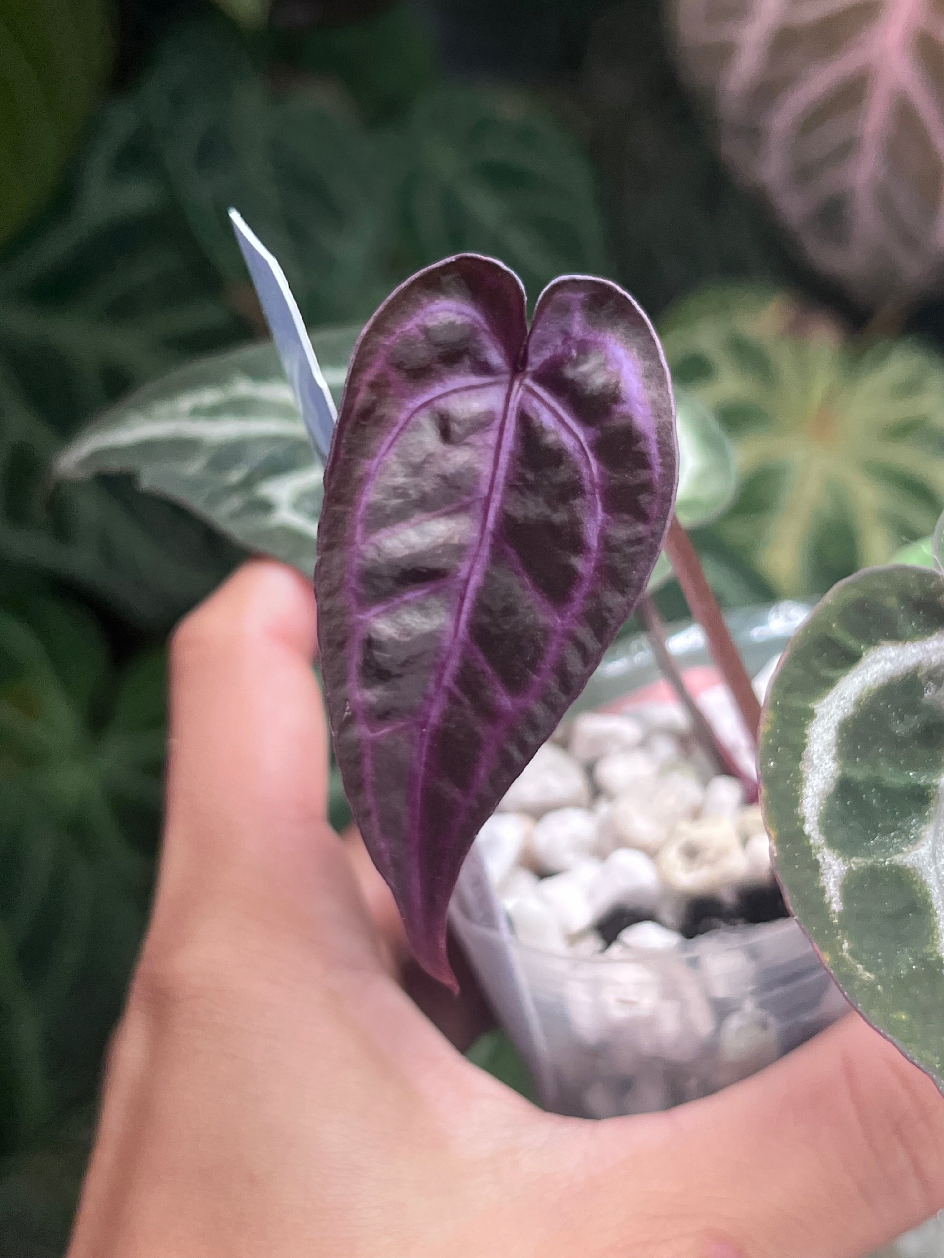 anthurium zara Anthurium Zara x Michelle x Red Crystallinum (Purple) – TanAsianWithPlants