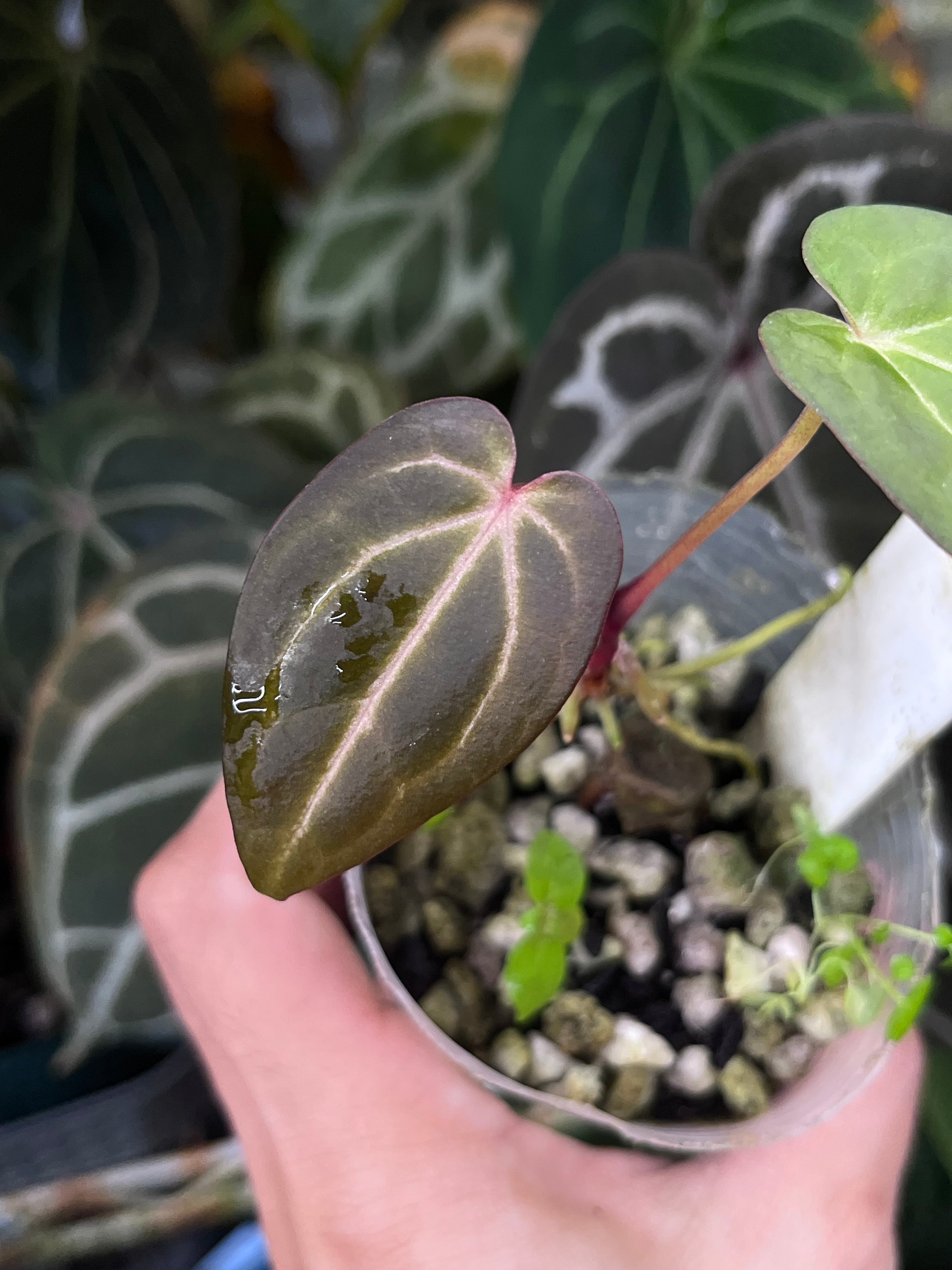 'Black Widow x Michelle’ x AOS anthurium Anthurium Black Widow x Michelle x (Papillilaminum x Magnificum) x