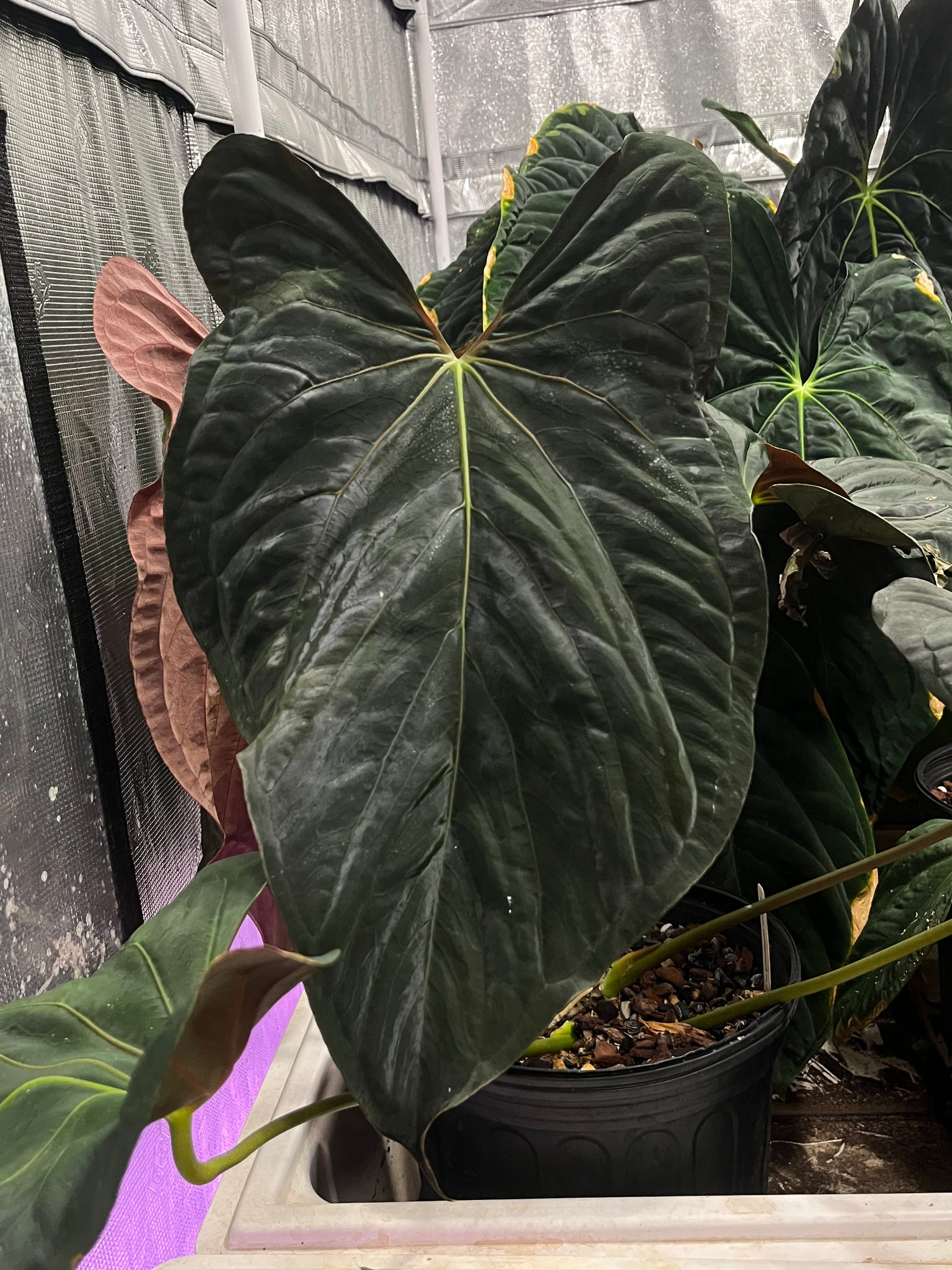 Anthurium Papillilaminum (RL X FS) x self – TanAsianWithPlants Anthurium Papillilaminum (RL X FS) x self – TanAsianWithPlants