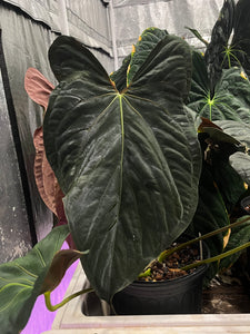 Anthurium Papillilaminum (RL X FS) x self – TanAsianWithPlants Anthurium Papillilaminum (RL X FS) x self – TanAsianWithPlants