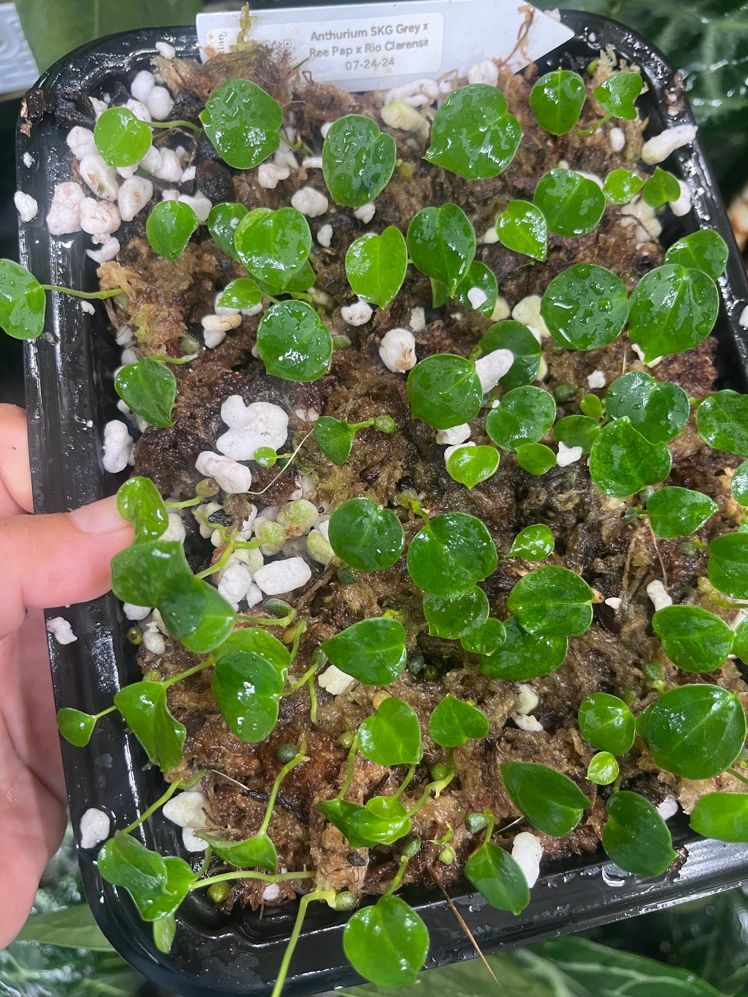 anthurium rioclarense wild hybrid Anthurium SKG Grey x Ree Papillilaminum x Rio Clarense Wild Hybrid- 3 – TanAsianWithPlants