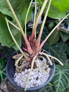 Anthurium Magnificum x Antolakii division