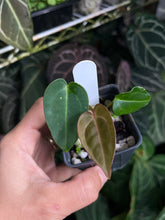 Load image into Gallery viewer, Anthurium Carlablackiae RA 4 x 1 seedling
