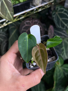 Anthurium Carlablackiae RA 4 x 1 seedling