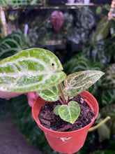 Load image into Gallery viewer, Variegated Anthurium Zara x Michelle x Red Crystallinum seedling
