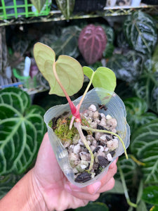 Anthurium Antolakii division