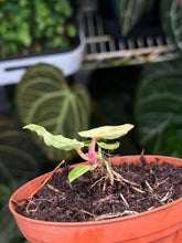 Load image into Gallery viewer, Anthurium Zara x Michelle x Red Crystallinum variegated seedling
