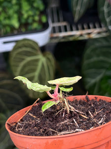 Anthurium Zara x Michelle x Red Crystallinum variegated seedling