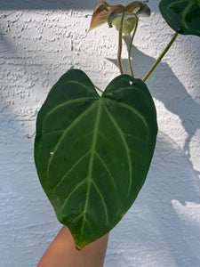 Anthurium Ree Papillilaminum x Rio Clarense Wild Hybrid division