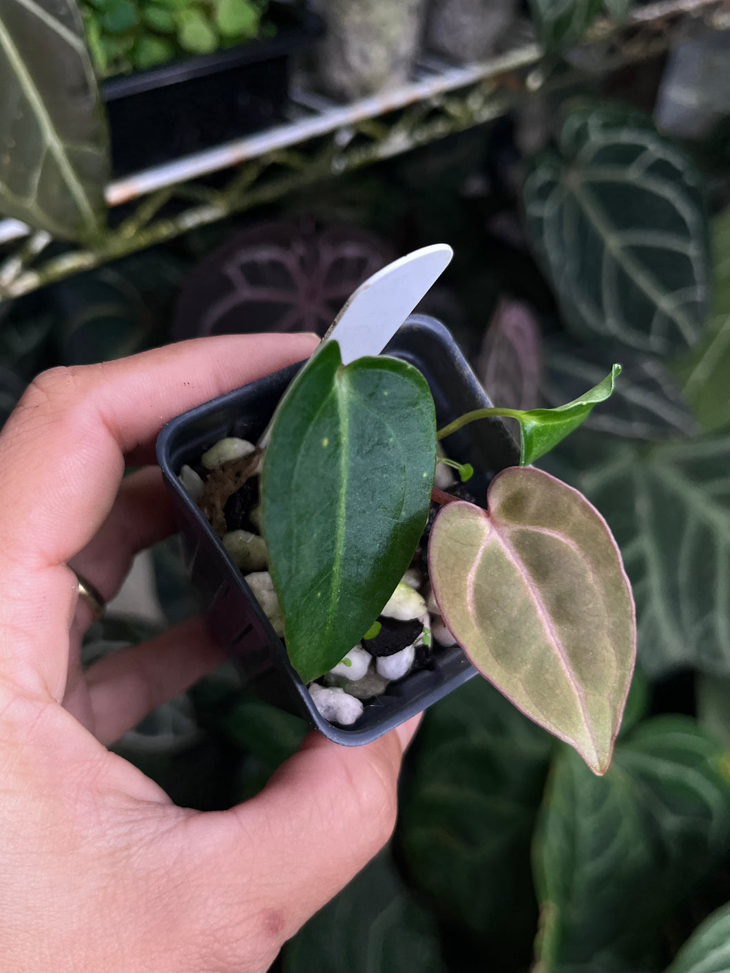 Anthurium Carlablackiae RA 4 x 1 seedling