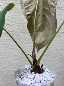 Anthurium Dressleri x Magnificum x Fort Sherman (Papillilaminum)