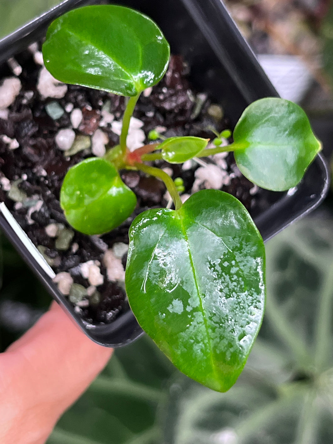 Anthurium Carlablackiae #1 x #16 seedlings (multiple available)