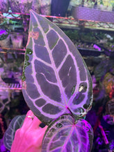 Load image into Gallery viewer, Anthurium Tim Anderson Memoriam
