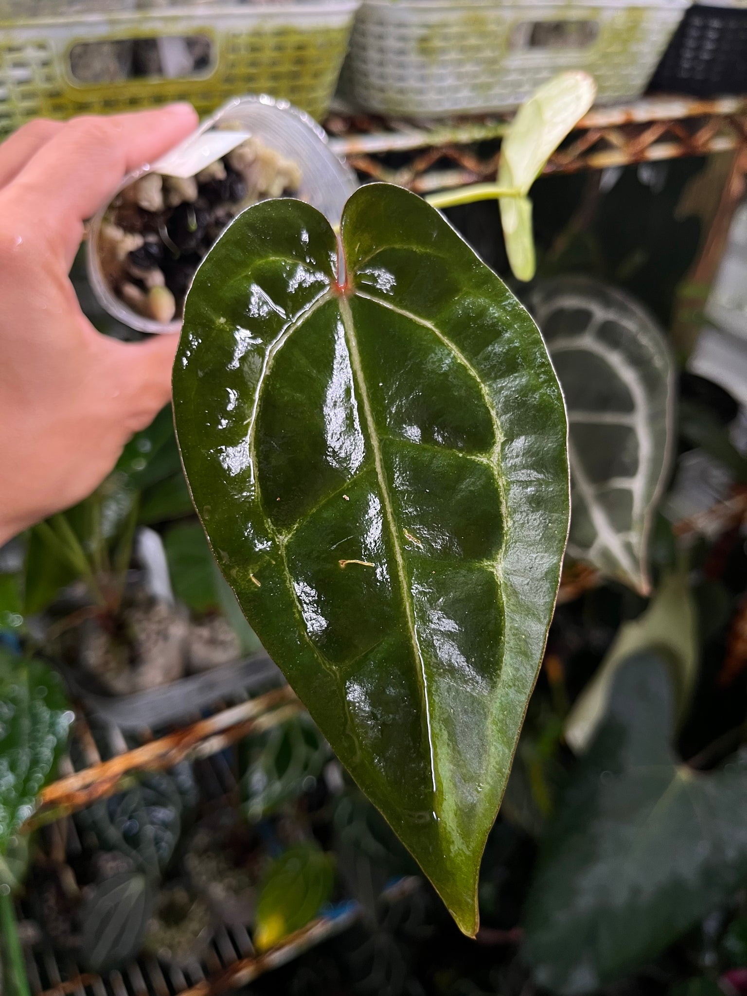 dividing anthurium plants Anthurium Lynette division – TanAsianWithPlants