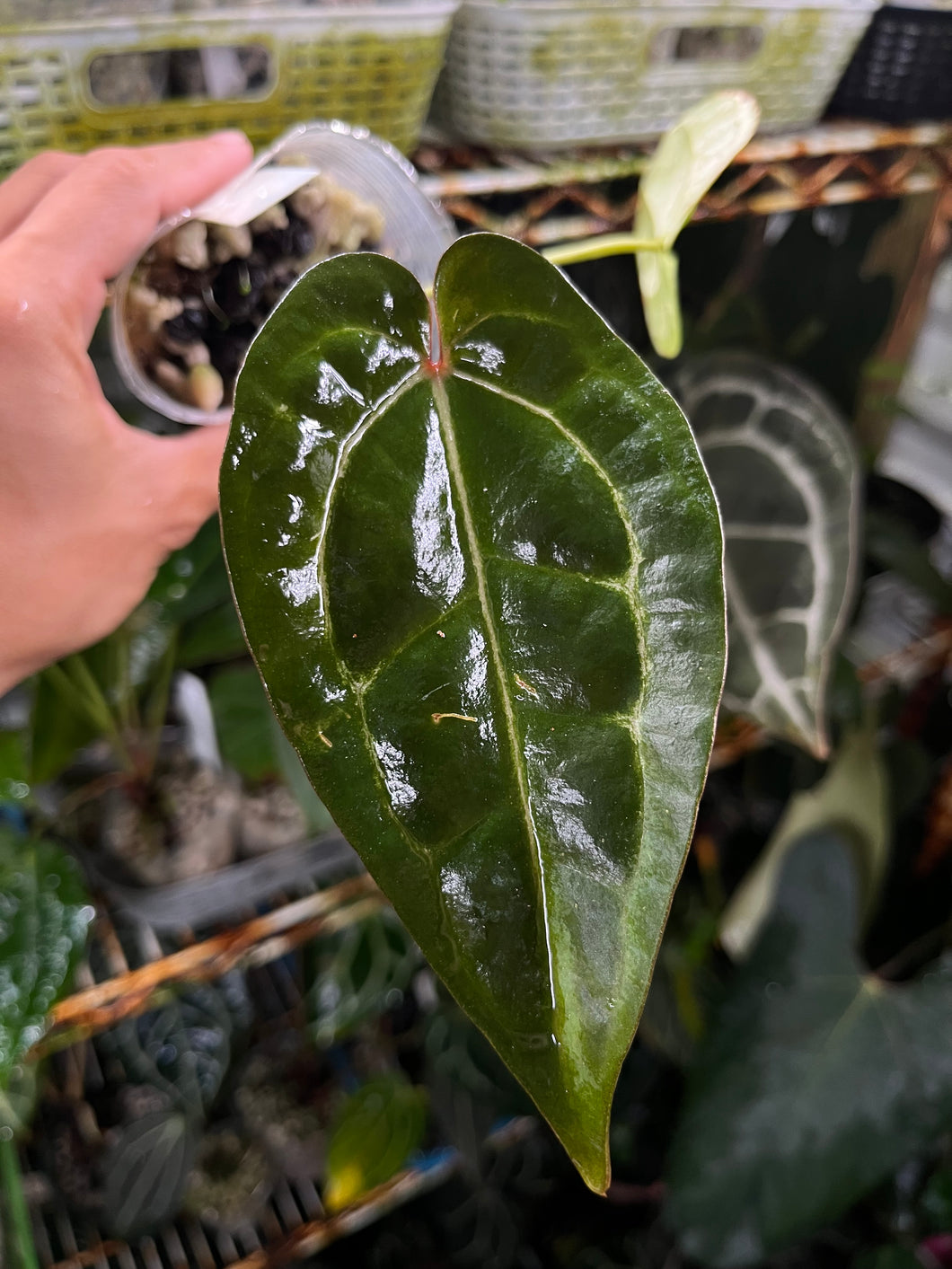 anthurium lunette Anthurium Lynette division – TanAsianWithPlants